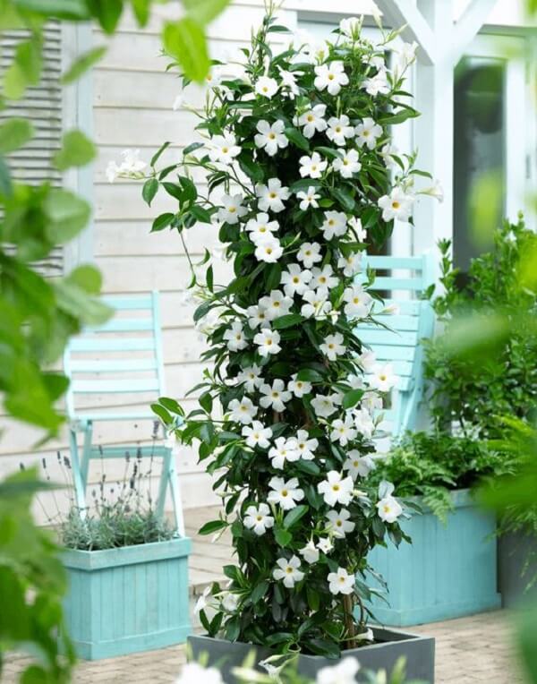 Vaso de dipladenia branca no jardim