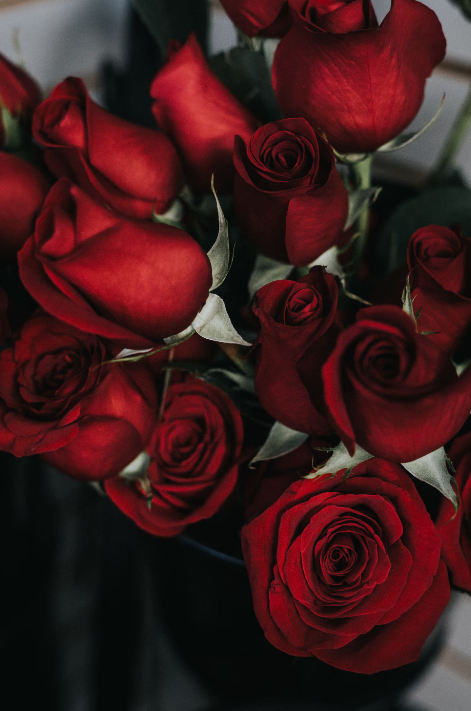 Rosa: Como Cuidar, Significado da Flor e +10 Arranjos Lindos